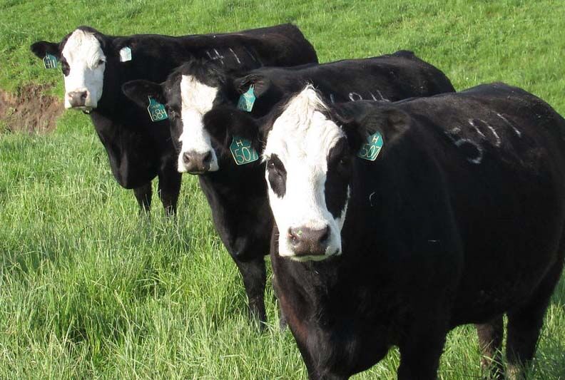 CC Baldy Cows